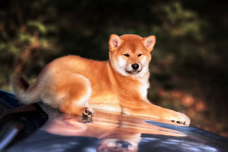 shibainu